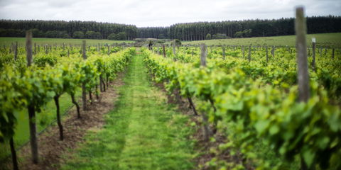 Suffoir Winery, Brewery And Cidery - Car Shop 0