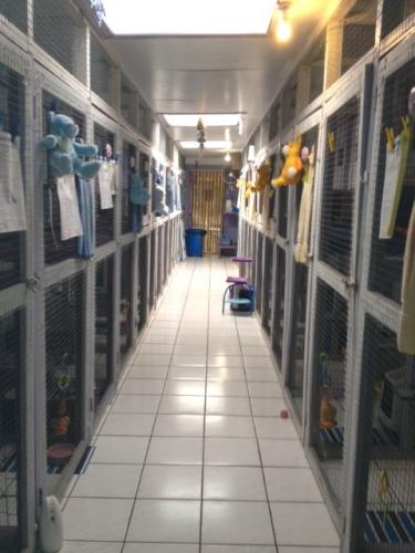 Hillcrest Pet Resort - Car Shop 2