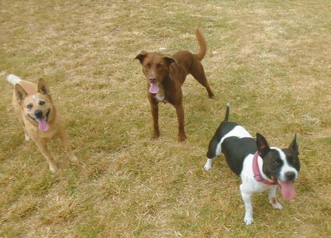 Hillcrest Pet Resort - Car Shop 4