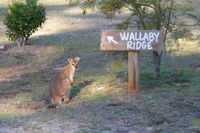 Wallaby Ridge Retreat