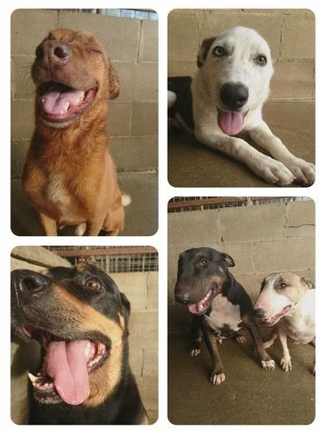 Dog Clubs Mackay QLD Car Shop