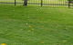Tropical Lawns Pty Ltd - thumb 11