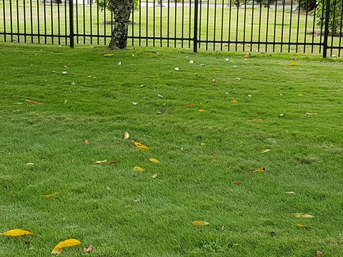 Tropical Lawns Pty Ltd - Car Shop 11
