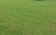 Tropical Lawns Pty Ltd - thumb 15