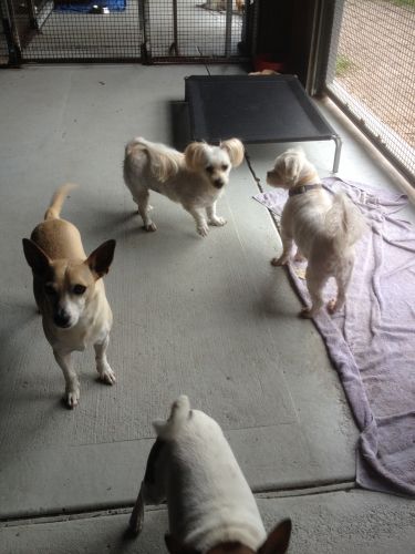 Dog Clubs Car Shop