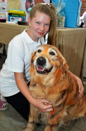 Dog Clubs Noosaville QLD Car Shop