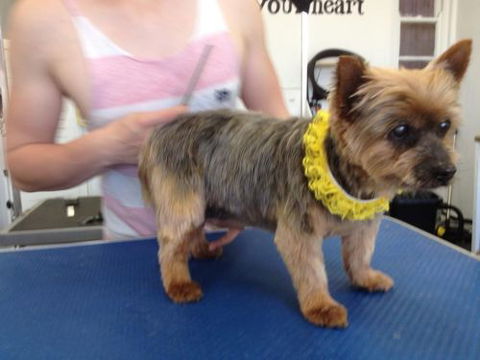 Paws At Port - Car Shop 1