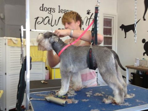 Paws At Port - Car Shop 3