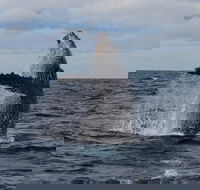 Wild Ocean Tasmania - Private Charters - Car Rental