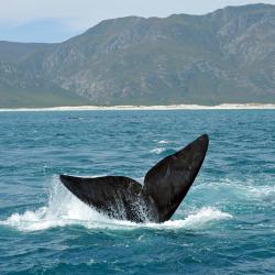 Hermanus