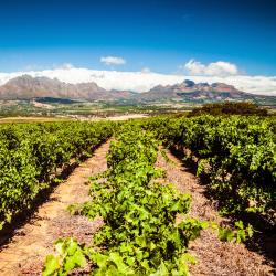 Stellenbosch