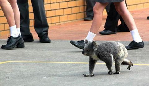 St Philip's Christian College - Australia Private Schools 3