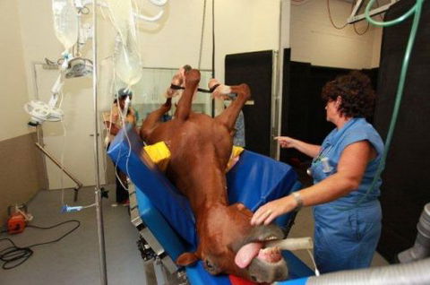 Pacific Vetcare - School Education 6