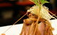 Jazushi - thumb 2