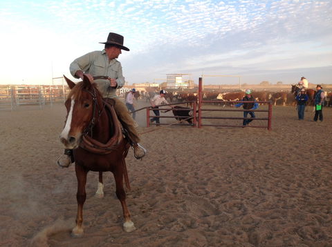 Birdsville Campdraft,  Rodeo And Bronco Branding - Tourism Bookings WA 1