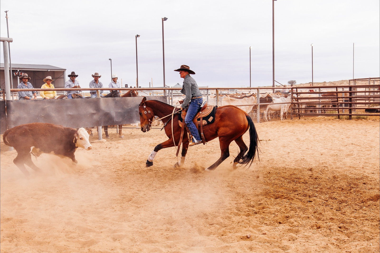 Birdsville Campdraft,  Rodeo and Bronco Branding Logo and Images