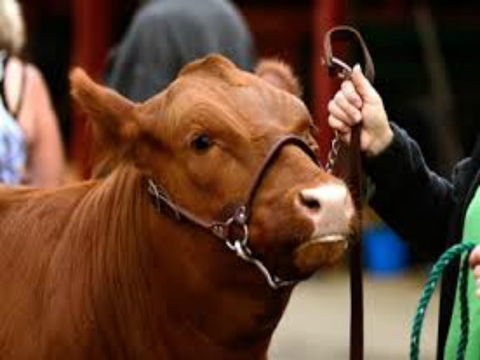 Gresford Agricultural Show - Pubs Sydney 2