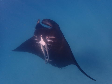 Project Manta Ningaloo Reef, Western Australia - Holiday Sydney 0