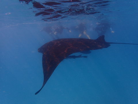 Project Manta Ningaloo Reef, Western Australia - Holiday Sydney 2