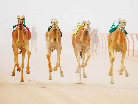 The Quirindi Camel Cup - Accommodation Port Macquarie 0