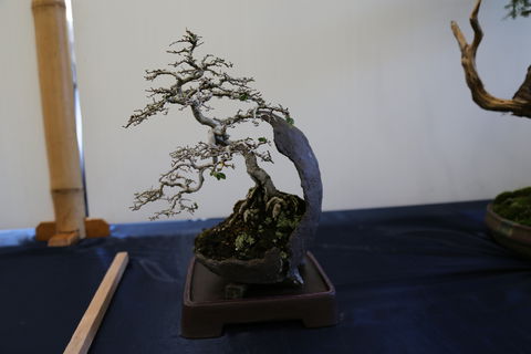 Wauchope Bonsai Workshop Group - Accommodation Hamilton Island 1