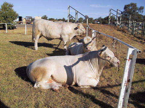 Wee Waa Show - Caravan Park Accommodation 2