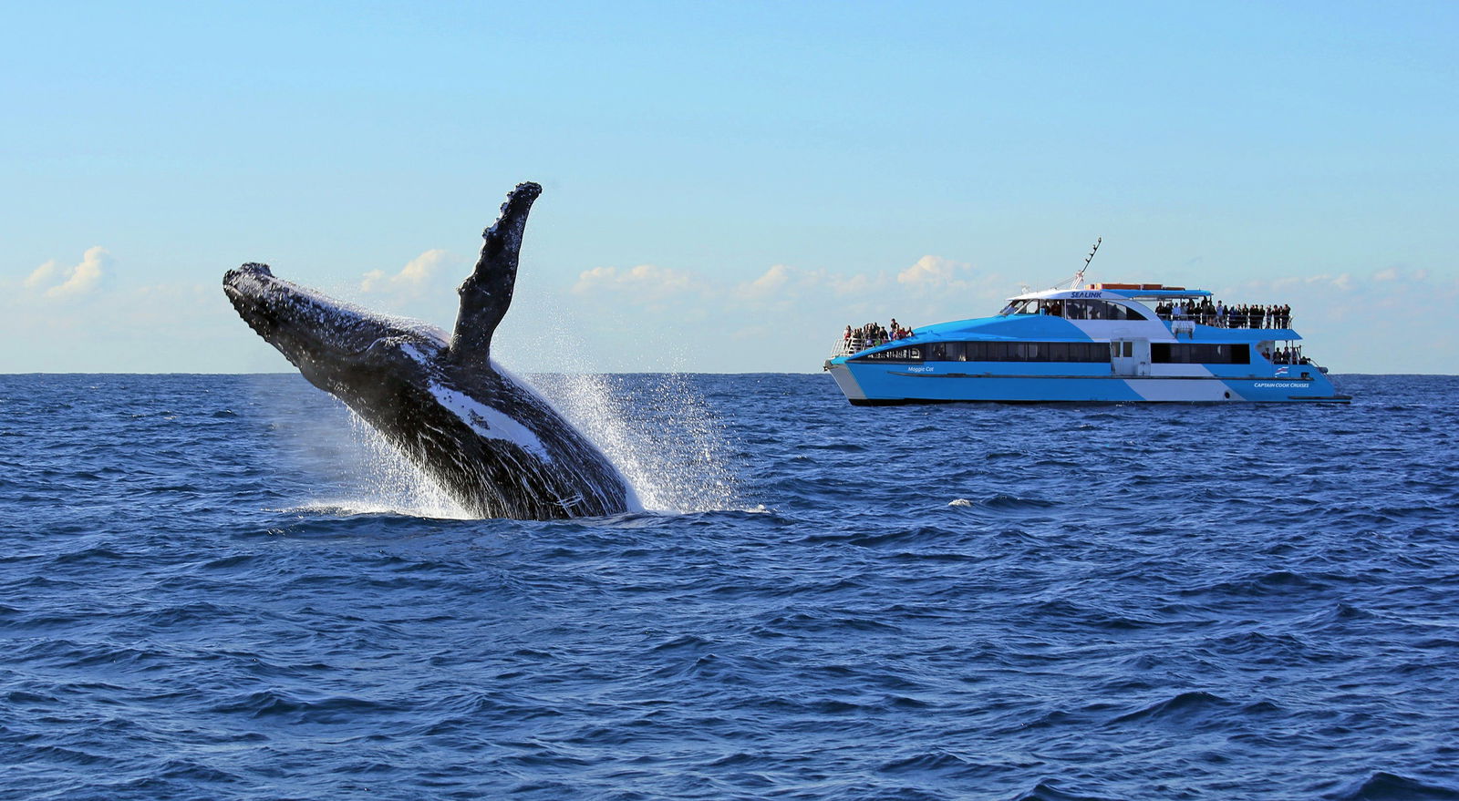 Whale Watching Cruises