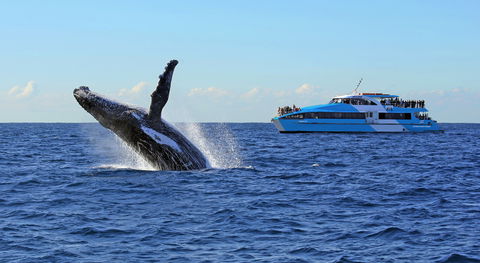 Whale Watching Cruises - Accommodation Sunshine Coast 0