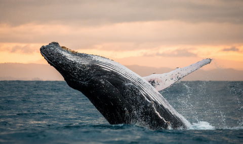 Whale Watching Cruises - Accommodation Sunshine Coast 2