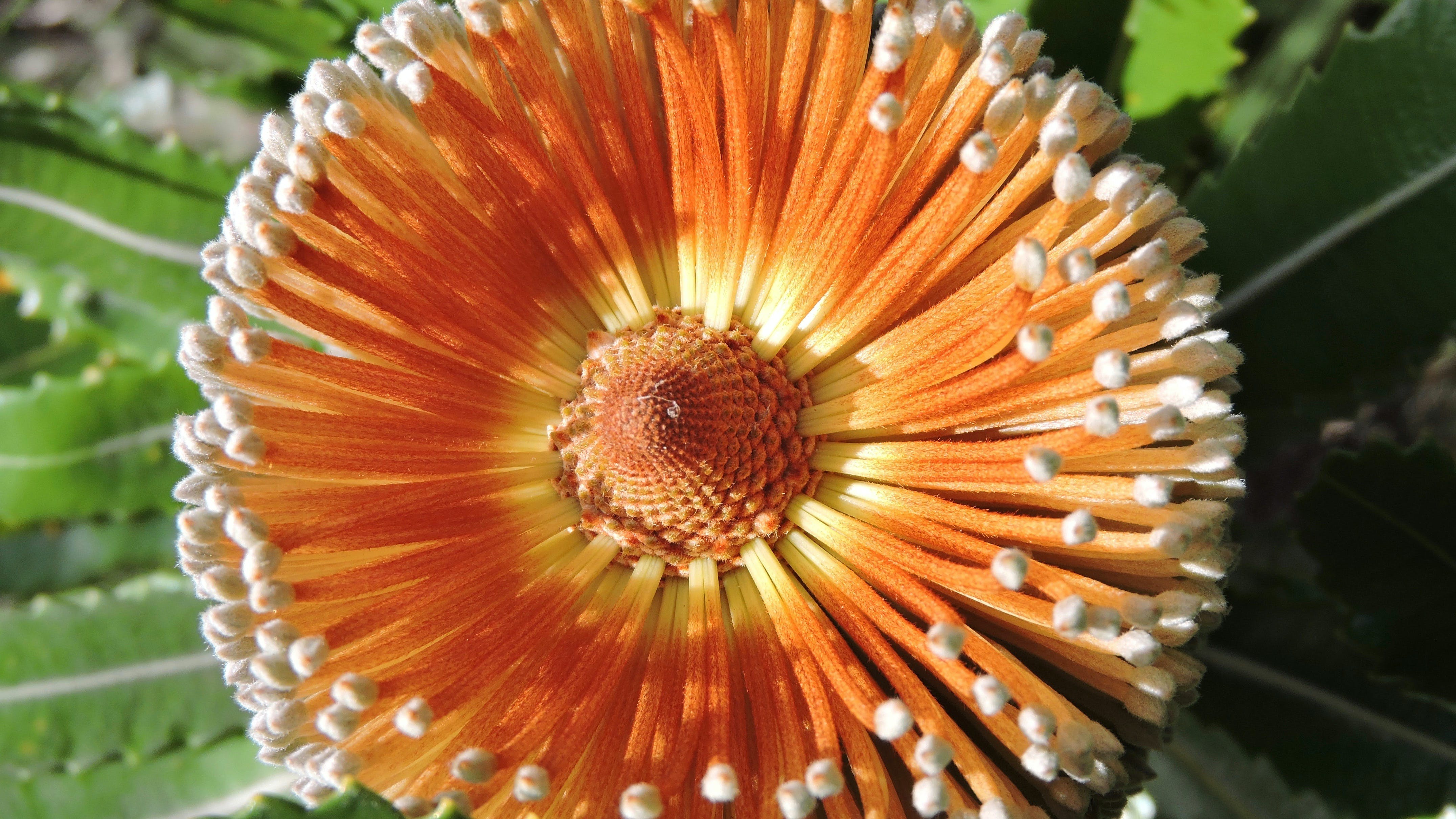 Australian Flora: Past, Present And Future - thumb 1