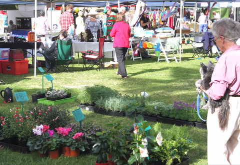 Batemans Bay Sunday Market - Bundaberg Accommodation 2