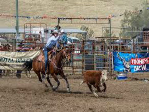 Gresford  Campdraft And Rodeo - Whitsundays Tourism 1