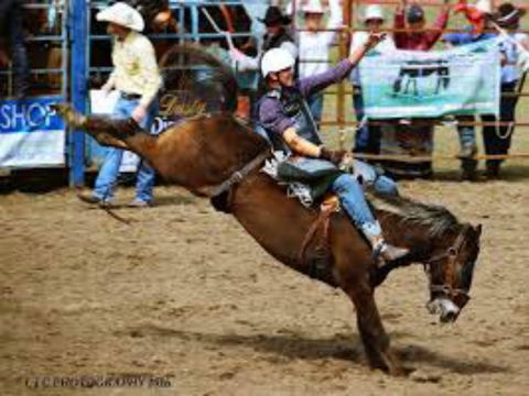 Gresford  Campdraft And Rodeo - Whitsundays Tourism 2