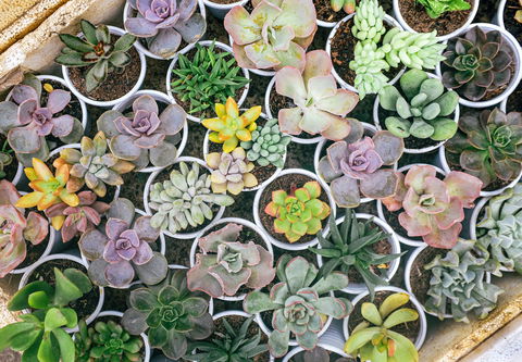 Indoor Plant Pop Up Event - Accommodation Airlie Beach 0