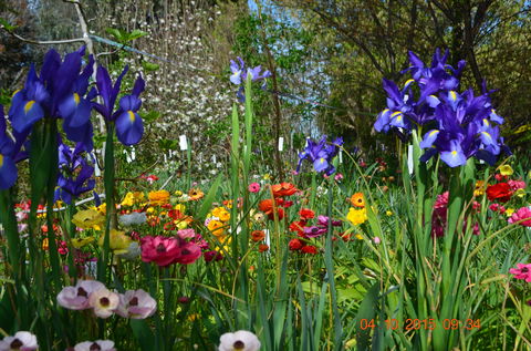 Riverina Iris Farm Open Garden And Iris Display - Mount Gambier Accommodation 1
