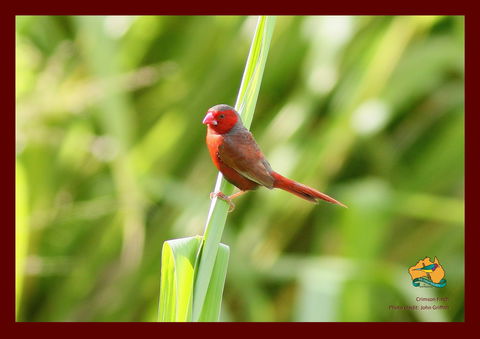 Spring Into Finches And Softbills - Kawana Tourism 0