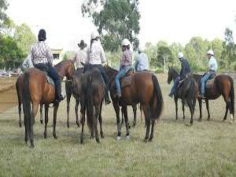 Stroud Show - Accommodation Australia 0