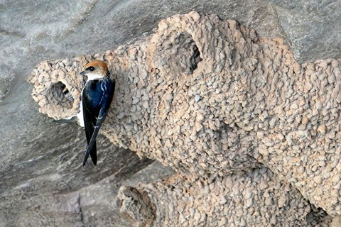 2020 Katherine Bird Festival - Whitsundays Tourism 0