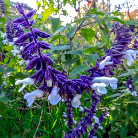 Friends Of Tindale Garden Monthly Plant Sales - Hotel QLD 1