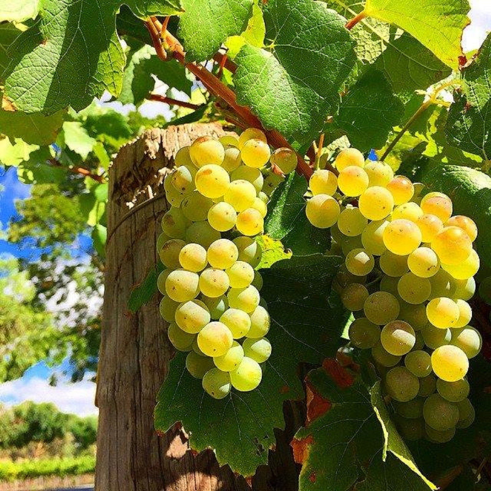 GetawaysSA Bringing Barossa To Your Door - thumb 0