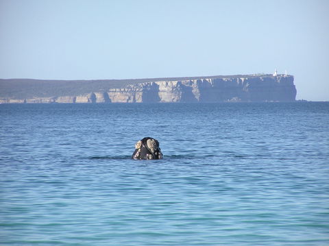 Jervis Bay's Sydney To Hobart Experience - Mount Gambier Accommodation 0