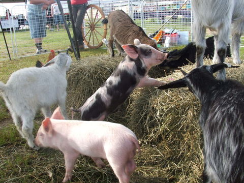 Primex Field Days - Online Virtual Event - Accommodation Brisbane 2