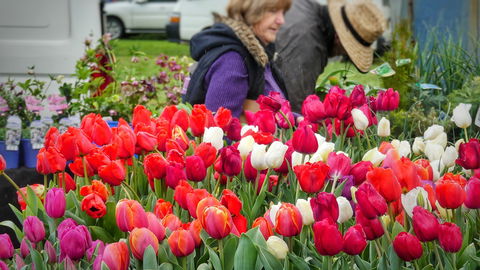 Spring Fling - Casino Accommodation 0