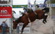 Stroud Rodeo And Campdraft - thumb 0
