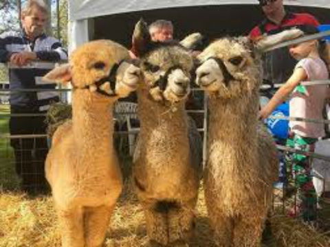 Tocal Field Days - Whitsundays Tourism 2