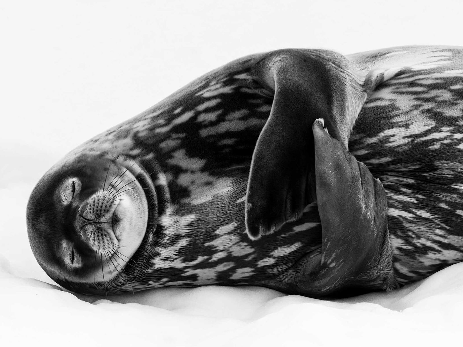 Wildlife Photographer of the Year
