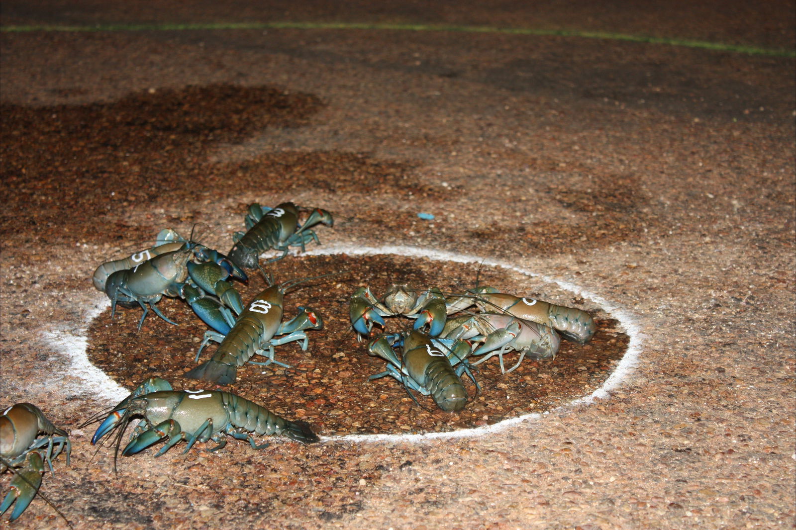 Windorah International Yabby Races - Postponed Logo and Images
