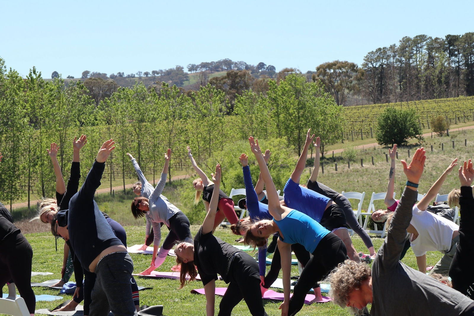 Yoga in the Vines