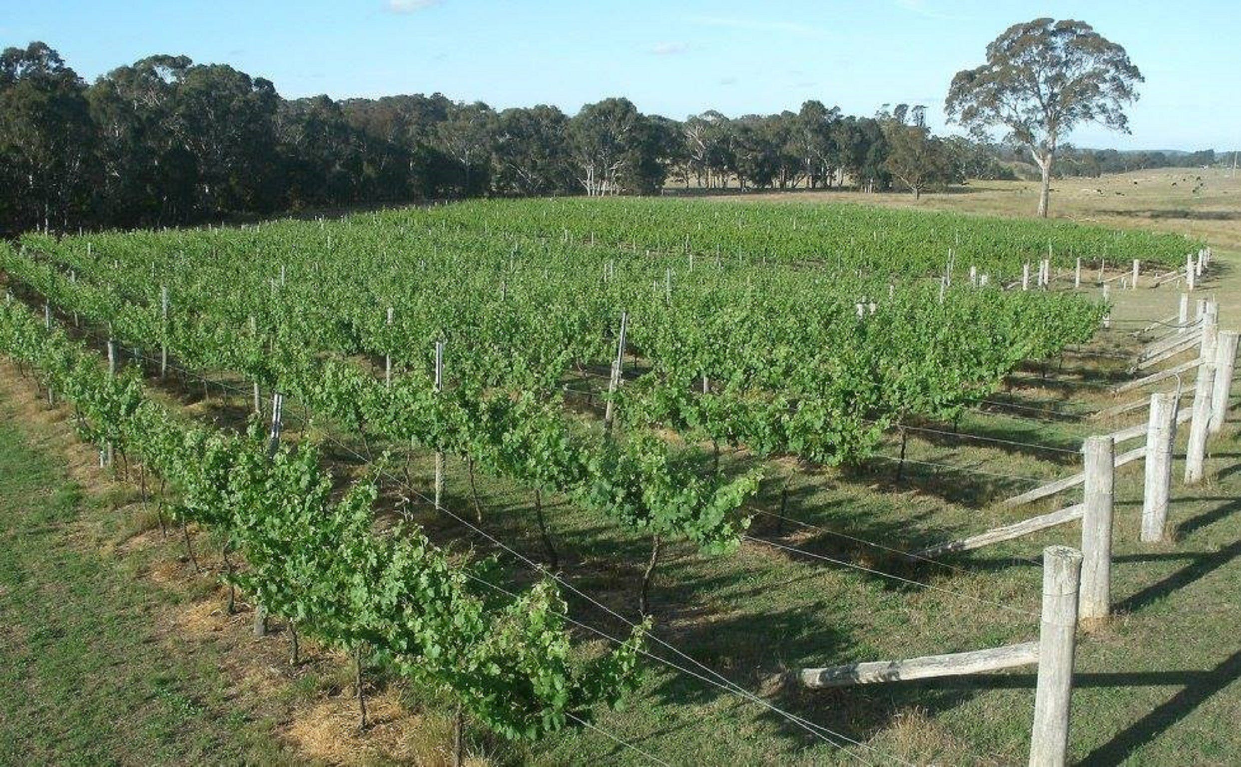 Yarralaw Springs Wines  - Cellar Door Wine Tasting - thumb 1