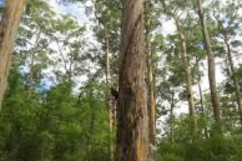 RAC Karri Valley Resort - Accommodation Gold Coast 1